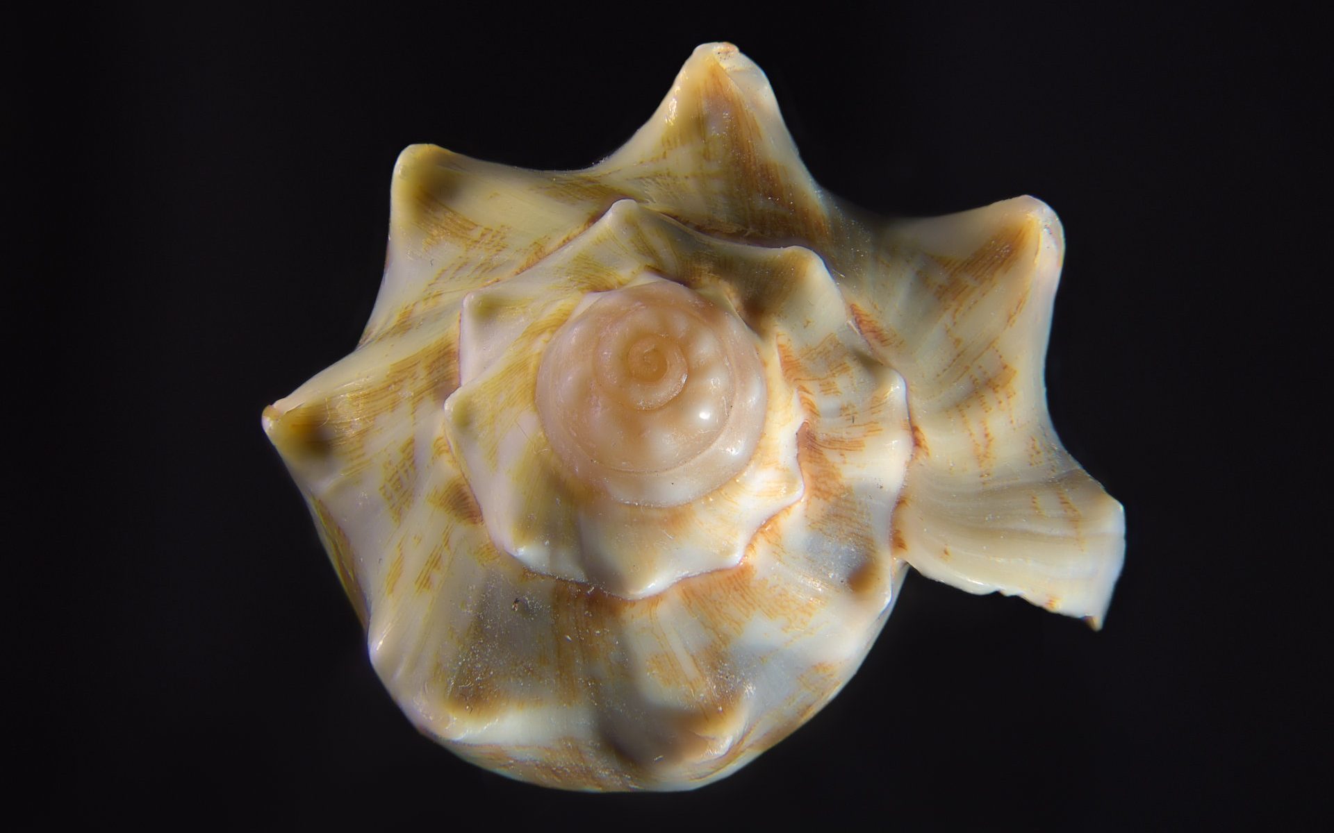 focus stacked shell, final result