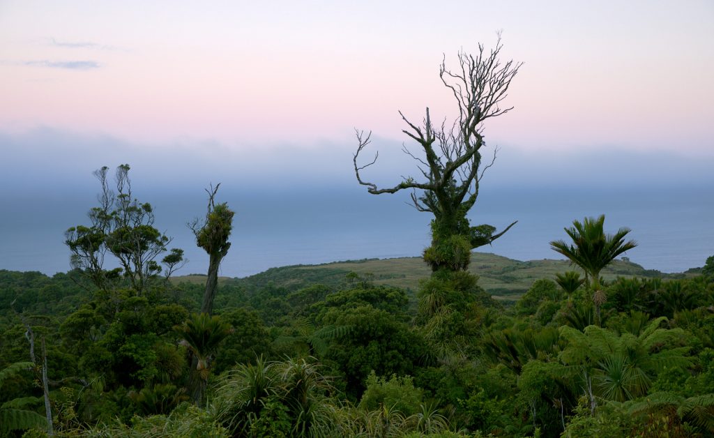 Twisted tree at Punakaiki could be from middle earth.